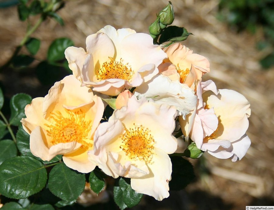 'Virginian Buff Yellow' rose photo