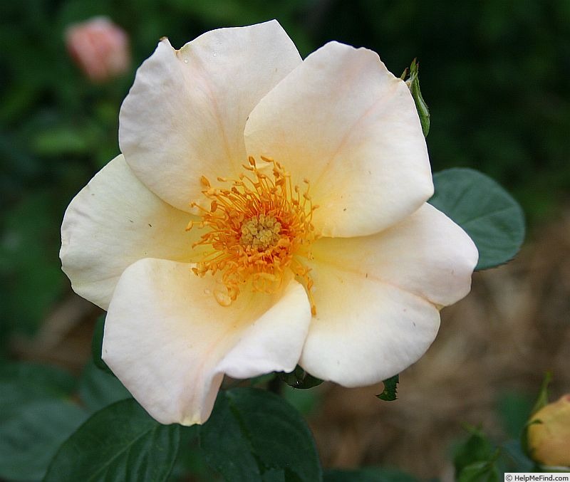 'Virginian Buff Yellow' rose photo