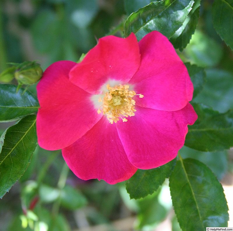 'Virginian Dark Pink Himalayan' rose photo