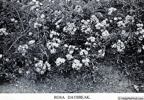 'Daybreak (hybrid wichurana, Dawson, 1909)' rose photo