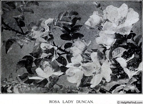 'Lady Duncan (shrub, Dawson, 1900)' rose photo