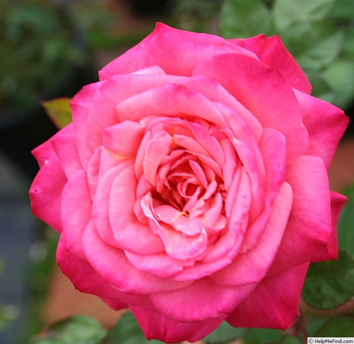 'Virginian Pink Swirl' rose photo