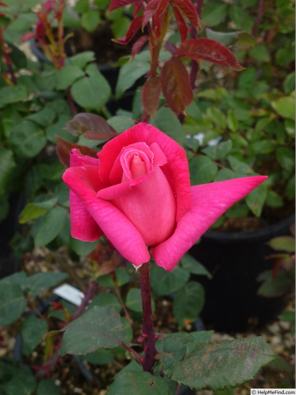 'Mariella Calderoni Clg' rose photo
