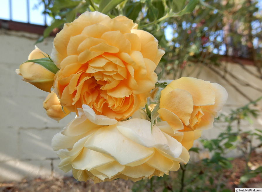 'Jeri Jennings' rose photo