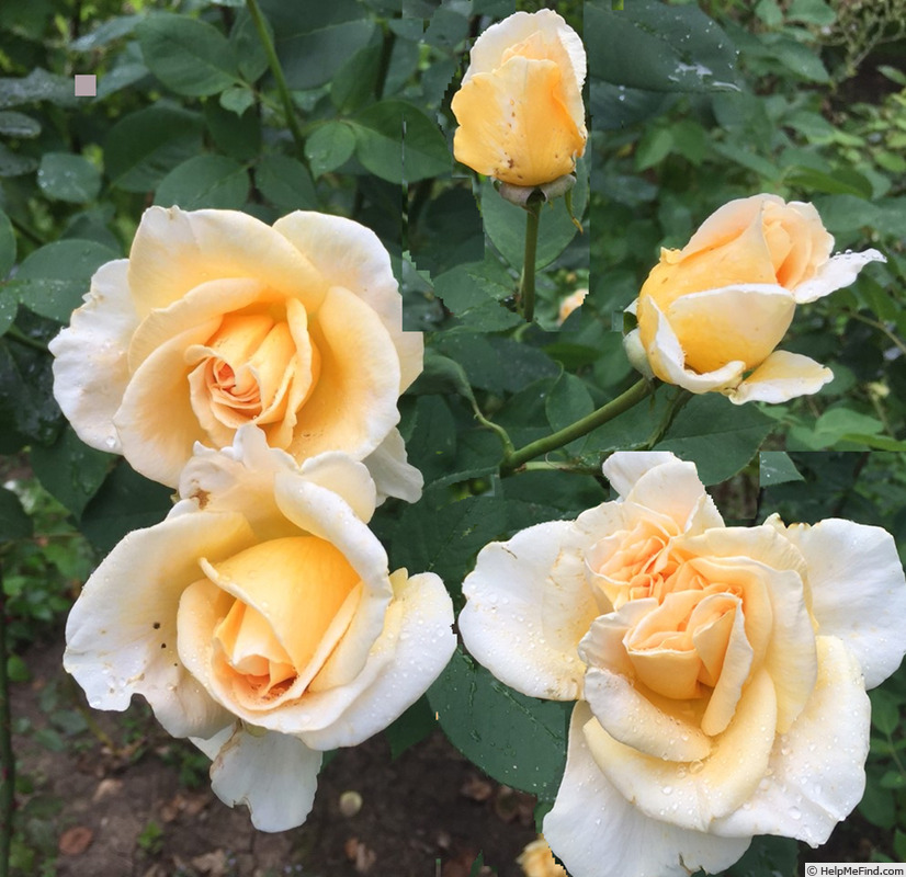 'Golden Elegance' rose photo