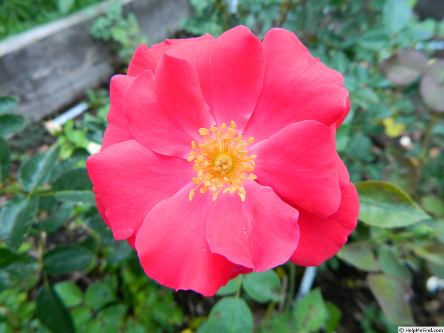 '68-16-01' rose photo