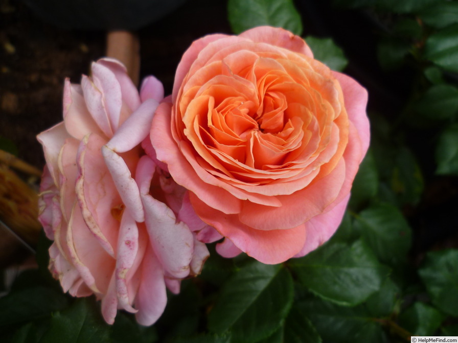 'Mary Ann ® (floribunda, Evers/Tantau, 2004/10)' rose photo