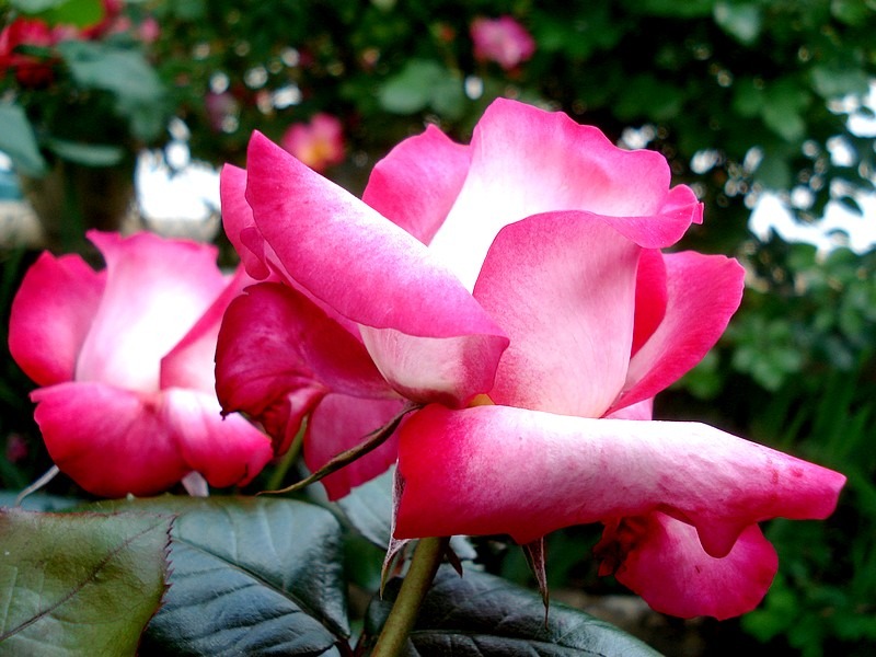 'Pascal Sevran ®' rose photo
