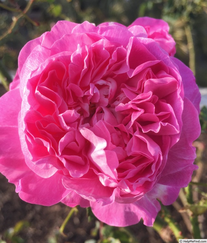 'Mary Rose ®' rose, click to enlarge 'Mary Rose ®' rose photo