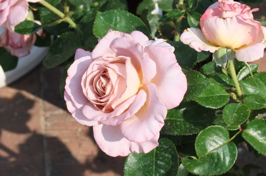 'Blue Girl® (hybrid tea, Sauvageot/NIRP, 2008)' rose, click to enlarge 'Blue Girl® (hybrid tea, Sauvageot/NIRP, 2008)' rose photo