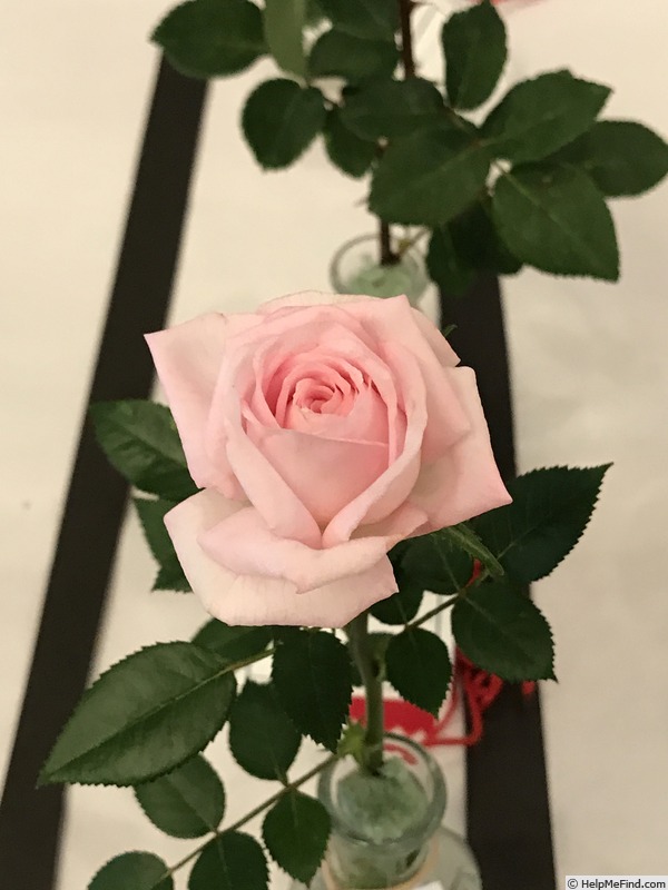 'Marita Lindner' rose photo