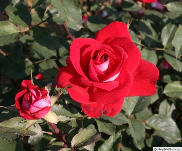 'Barockes Bischofszell ®' rose photo