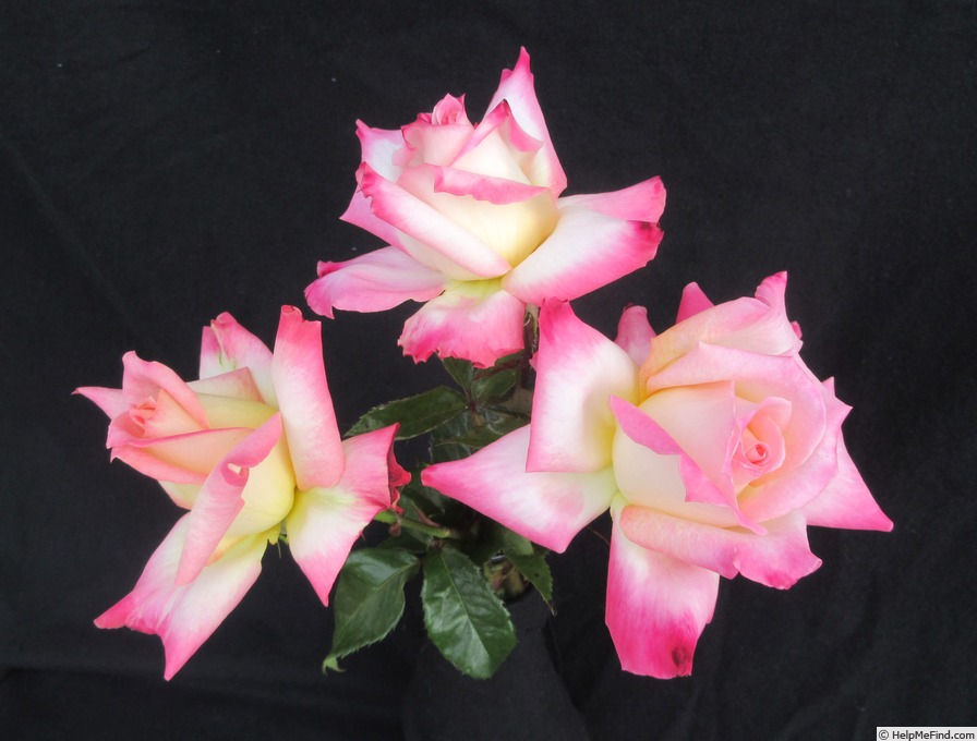 'Kordes' Perfecta' rose photo