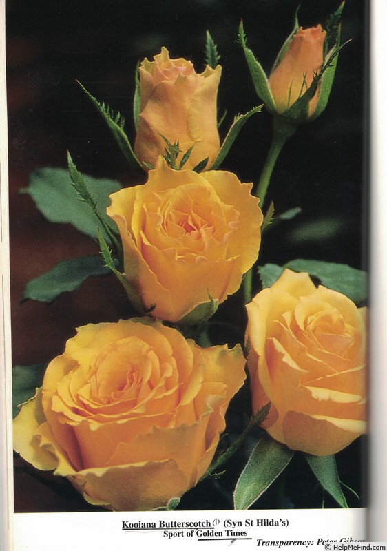 'Kooiana Butterscotch' rose photo