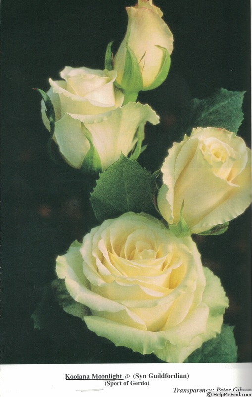 'Kooiana Moonlight' rose photo