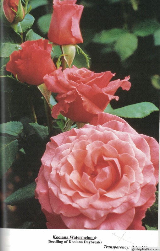 'Kooiana Watermelon' rose photo