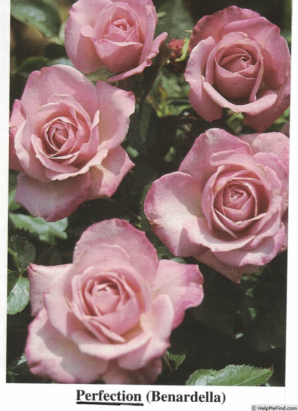 'Perfection (miniature, Benardella)' rose photo