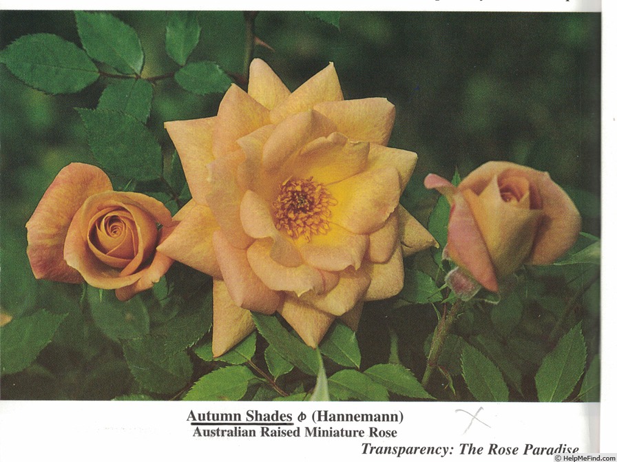 'Autumn Shades' rose photo