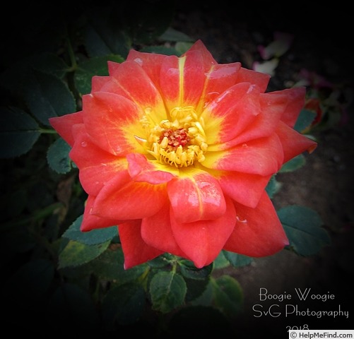 'Boogie Woogie (miniature, White, 2011)' rose photo