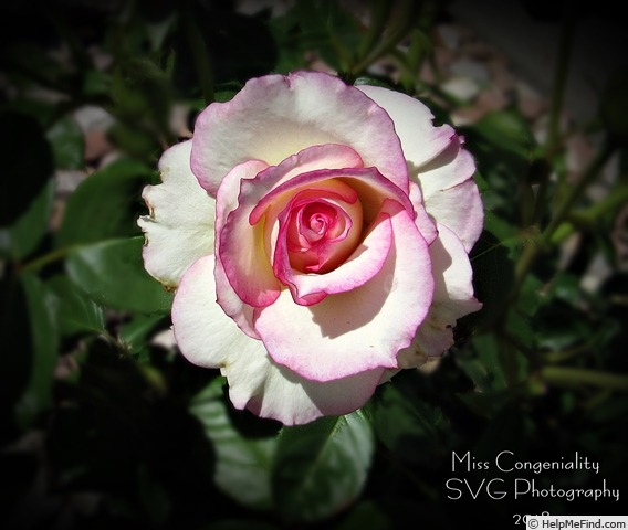 'Miss Congeniality' rose photo