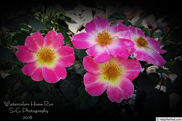 'Watercolors Home Run ®' rose photo