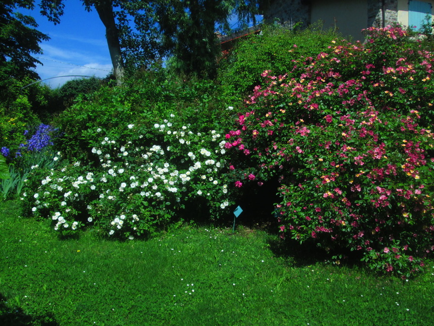 'Maddalena and Filippo 's garden'  photo