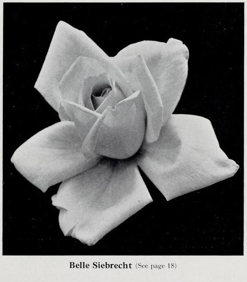 'Belle Siebrecht' rose photo