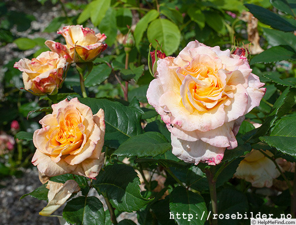 'Aphrodite (florist's rose, Evers/Tantau, 2003)' rose photo