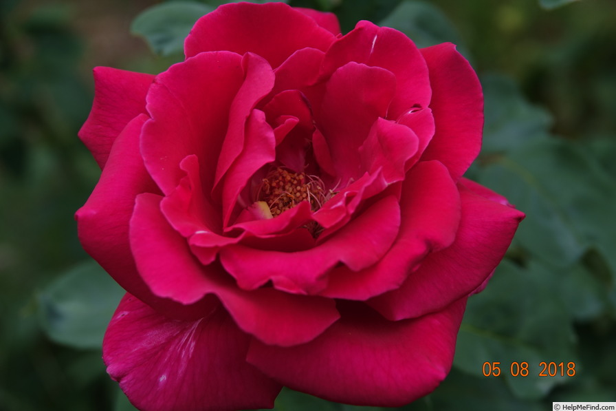 'Ljuba Rizzoli ®' rose photo