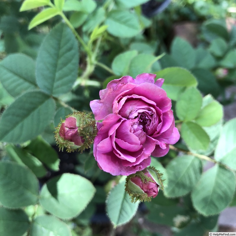 'Capitaine John Ingram' rose photo