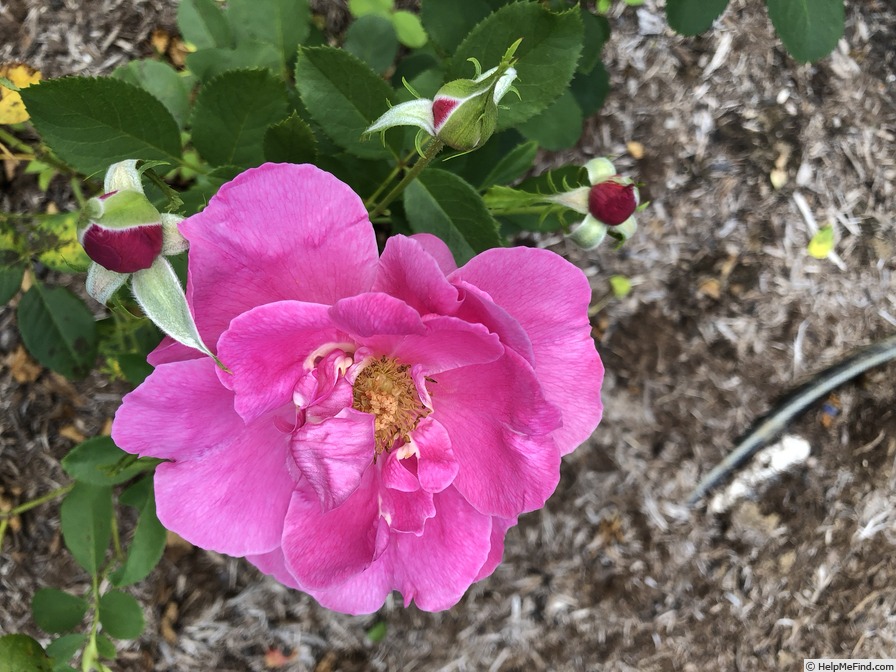 'Thomas Affleck' rose photo