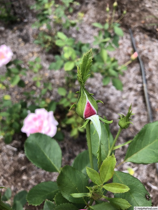 'Thomas Affleck' rose photo