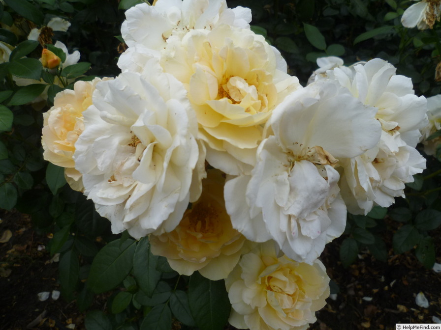 'Sunstar ® (floribunda, Kordes 1997/2007)' rose photo
