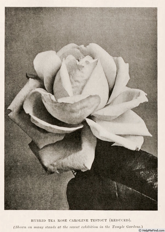 'Caroline Testout' rose photo