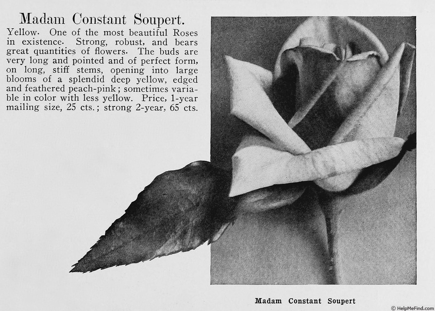 'Madame Constant Soupert' rose photo