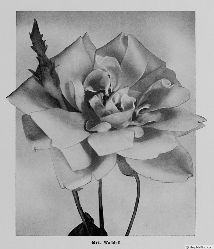 'Mrs. A. R. Waddell' rose photo