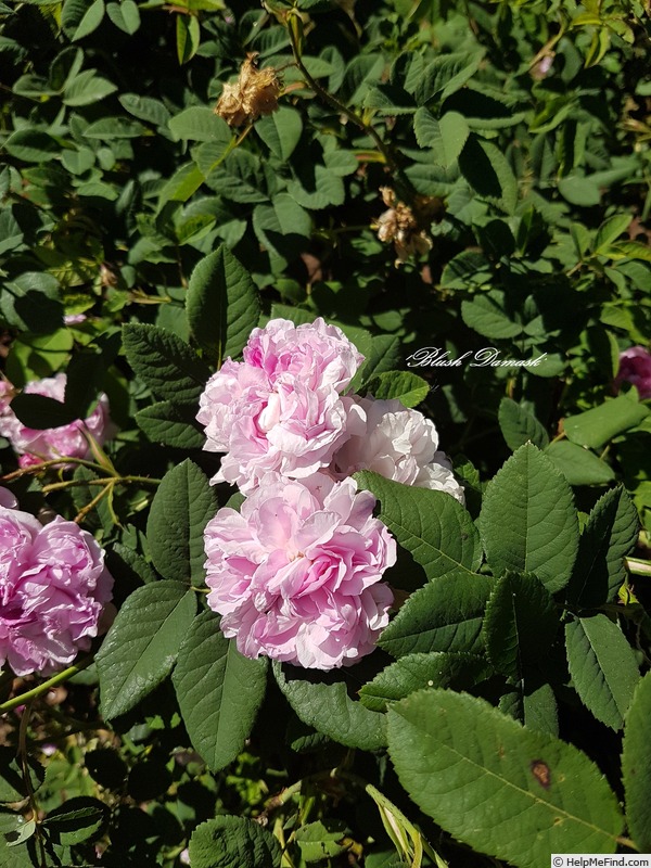 'Blush Damask' rose photo