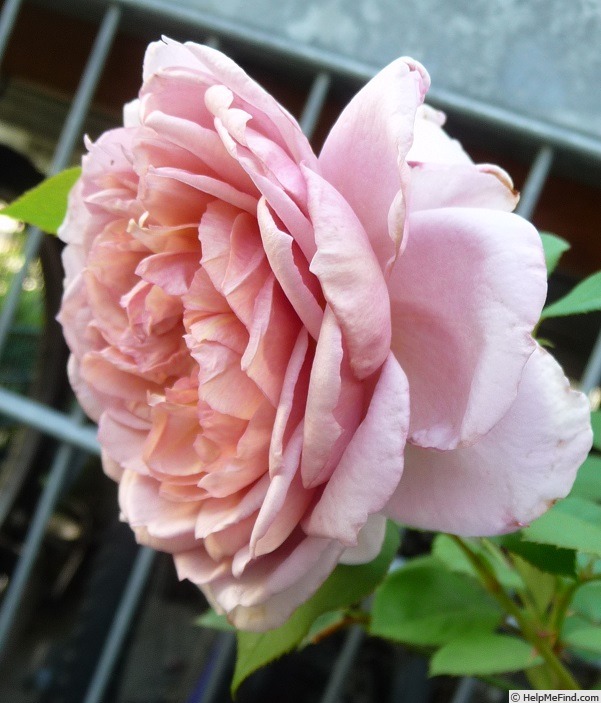'Jugendstil' rose photo