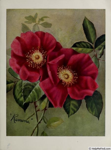 'Ramona (hybrid laevigata, Dietrich & Turner, 1913)' rose photo