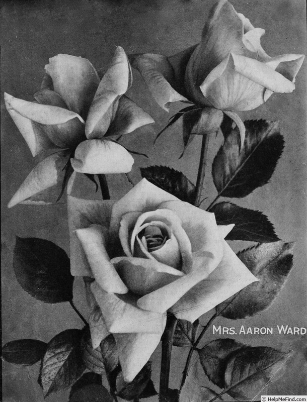 'Mrs. Aaron Ward' rose photo