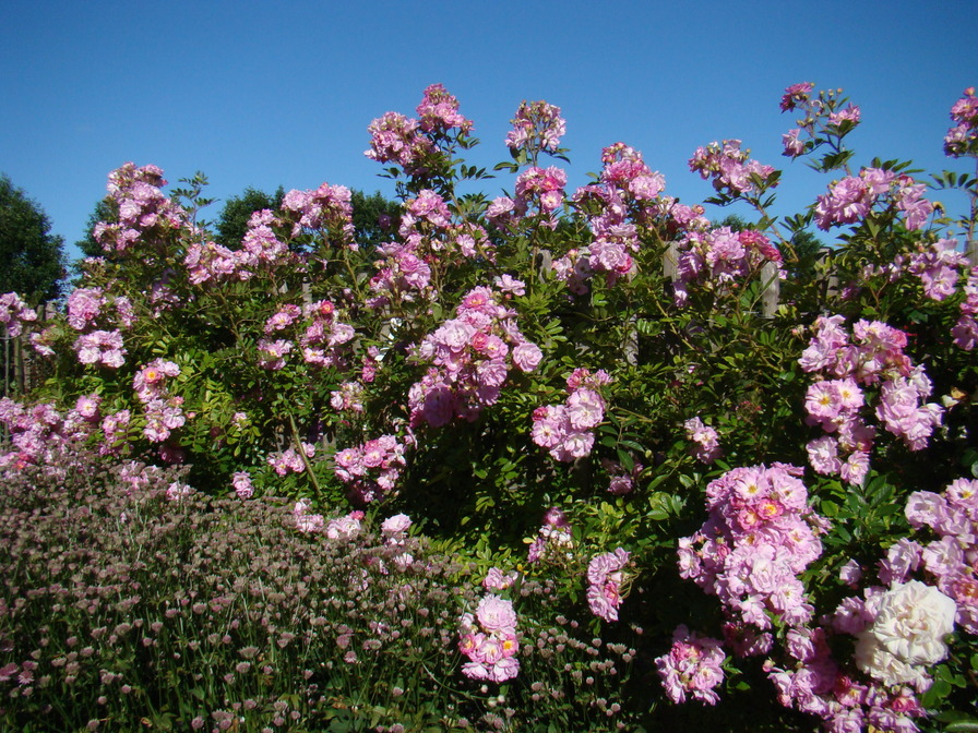 'Gardens of Hex ®' rose photo