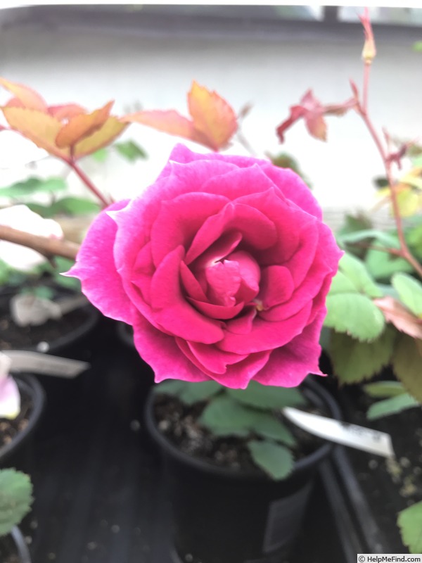 'Seedling 18-016' rose photo