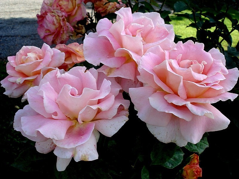 'Evelyne Dheliat ®' rose photo
