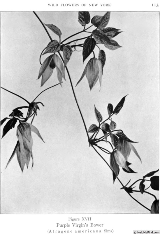'<i>Clematis occidentalis</i> (Hornem.) DC. var <i>occidentalis</i>' clematis photo