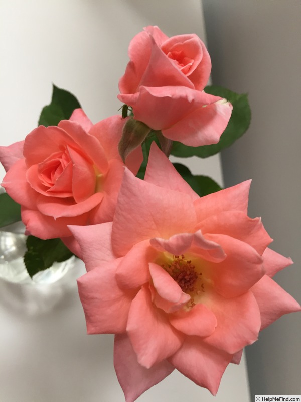 'Sonia (hybrid tea, Meilland, 1973)' rose photo