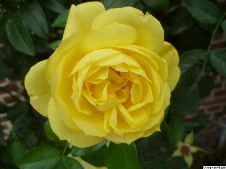 'Emil Nolde' rose photo