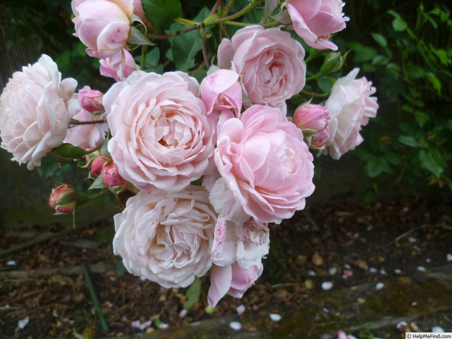 'New Dreams' rose photo