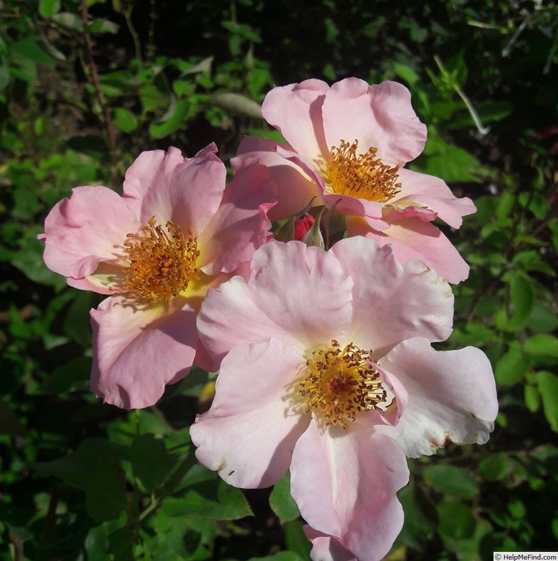 'Bass Tone' rose photo