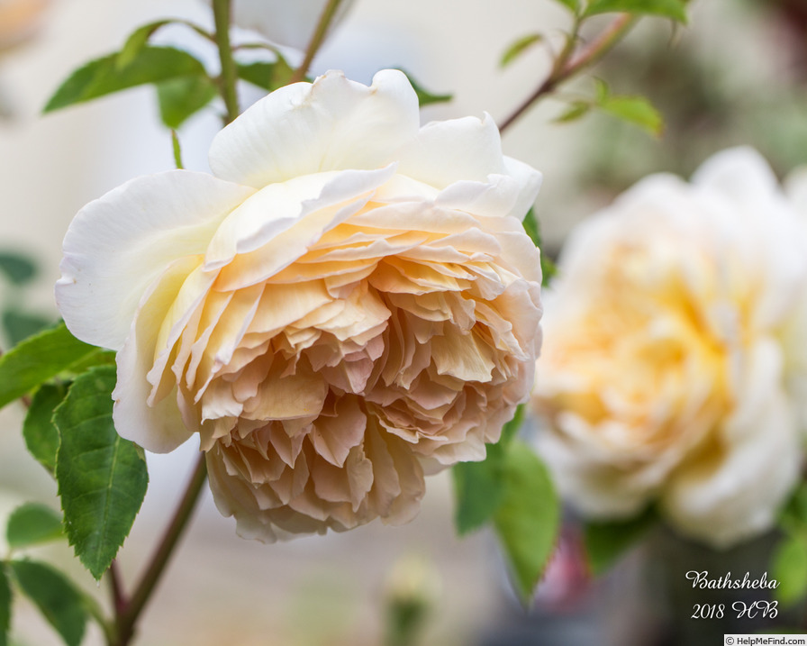 'Bathsheba' rose photo