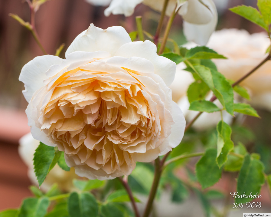 'Bathsheba' rose photo